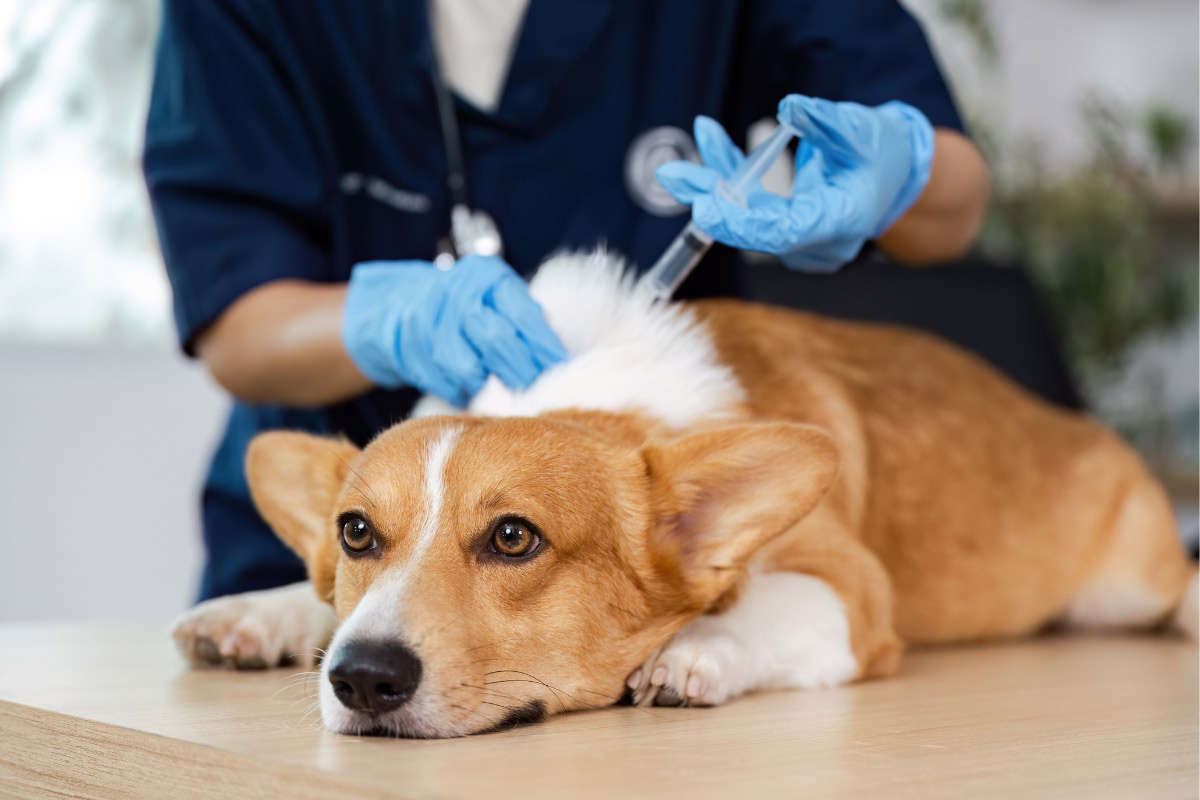 Happy dog welcomed at 2nd Avenue Animal Hospital